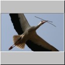 Ciconia ciconia - Weissstorch 01.jpg